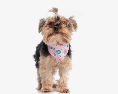 Güneş gözlüklü, pembe bandanalı sevimli Yorkie Doggo beyaz arka planı merak ediyor.