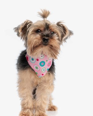 Pembe bandanalı sevimli Yorkshire Teriyer köpeğinin resmi ileriye bakıyor ve beyaz arkaplanın önünde duruyor.