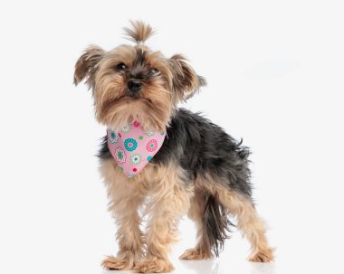 Sevimli Yorkshire Teriyeri 'nin resmi. Pembe bandanalı küçük köpek ayağa kalkıp beyaz arka planda ileriye bakıyor.