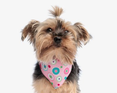 Pembe bandanalı güzel Yorkshire teriyer köpeğinin portresi yukarı bakıyor ve beyaz arka planda oturuyor.