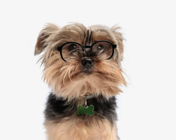 Gözlüklü Kemik Yakalı Beyaz Arka Planda Oturan Sevimli Yorkie Köpeğinin — Stok fotoğraf