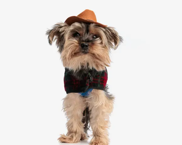 Picture Cute Little Yorkshire Terrier Puppy Sheirff Hat Jacket Standing Stock Photo