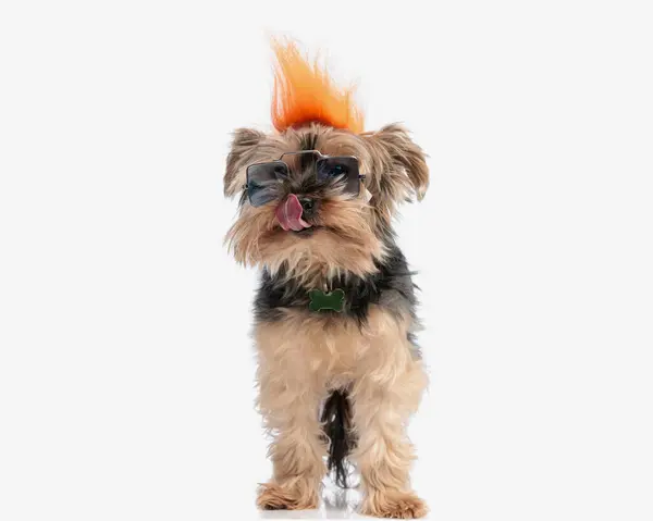 Rolig Söt Yorkshire Terrier Valp Med Orange Peruk Och Solglasögon Royaltyfria Stockfoton