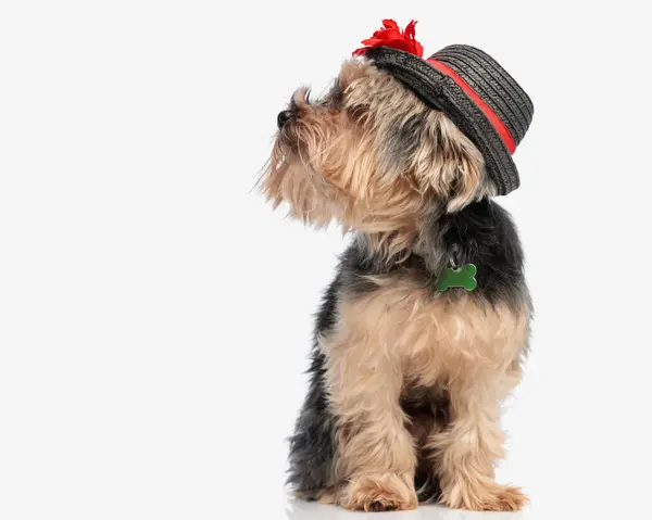 Nyfiken Liten Yorkie Hund Med Hatt Tittar Sidan Och Sitter Stockbild