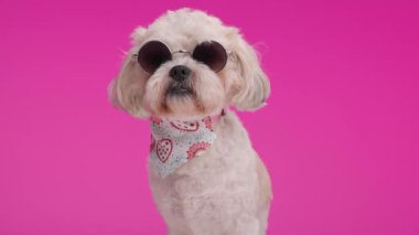 Pembe arka planda oturan, gözlüklü ve boyun eşarplı sevimli shih tzu 'nun yakın çekimi.