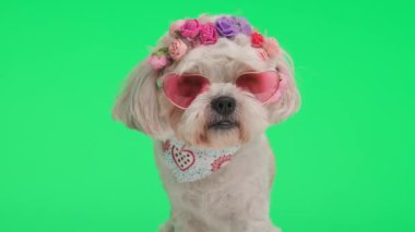 Çiçekli saç bandı takan ve yeşil arka planda oturan sevimli shih tzu.
