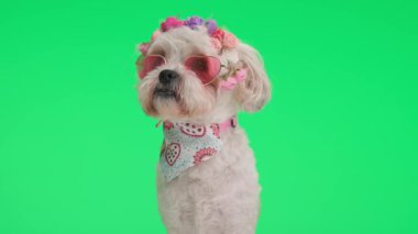 Kalp güneş gözlüğü ve çiçek takan meraklı metis köpeği taç yeşil arka planda otururken etrafına bakıyor.