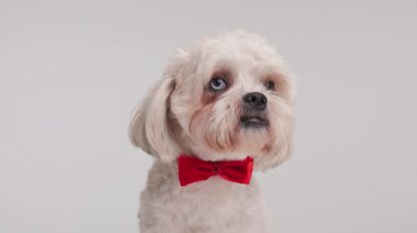 Kırmızı papyonlu beyefendinin beyaz arka planda otururken yan yan baktığı yakın plan.