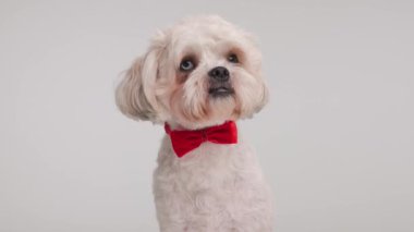 Kırmızı papyon takan şık shih tzu beyaz arka planda oturuyor ve...