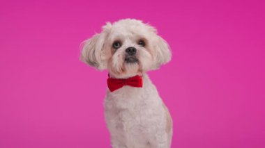 Boynunda kırmızı papyon olan sevimli Bischon Metis köpeği pembe arka planda oturuyor ve yukarı bakıyor.