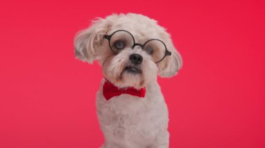 Kırmızı papyon takan, yuvarlak gözlükler takan, kırmızı arka planda oturan ve yaşlı görünen sevimli shih tzu.