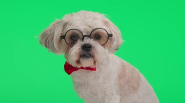 Şirin shih tzu metis yeşil arka planda otururken gözlük takıyor ve kırmızı papyon takıyor ve yaşlı görünüyor.