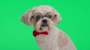 Kırmızı papyonlu ve yuvarlak gözlüklü yaşlı shih tzu yeşil arka planda tek başına otururken.