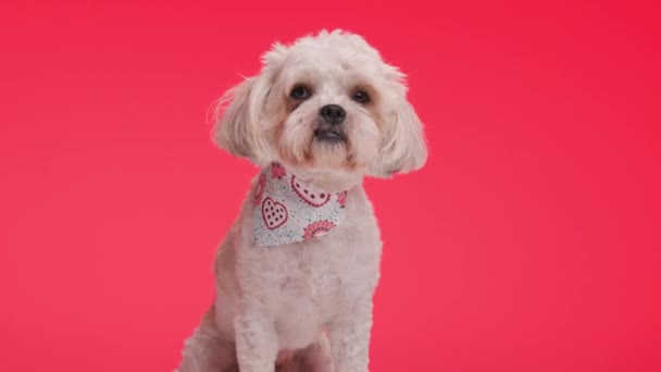坐在一起的小梅蒂斯犬的特写镜头 脖子上戴着红色背景的白色绷带 — 图库视频影像