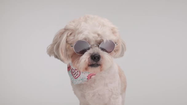 Cool Shih Tzu Wearing Sunglasses White Bandana Sitting White Background — Stock Video