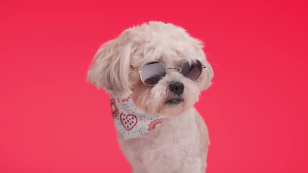 Bonito Metis Cão Vestindo Pescoço Cachecol Bandana Está Olhando Para — Vídeo de Stock