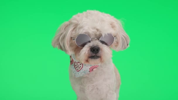 一只可爱的狗 戴着太阳镜和围巾 坐在绿色的背景上环顾四周 — 图库视频影像