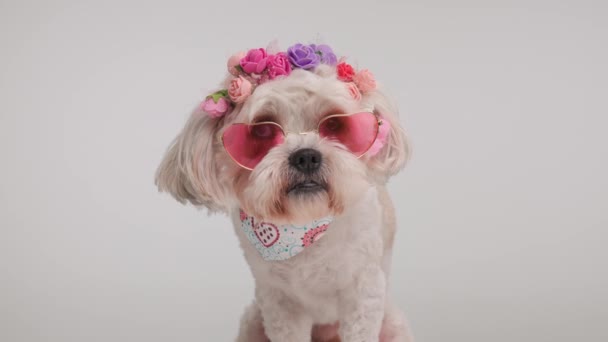 Niedlichen Bichon Mit Bunten Blumen Stirnband Und Liebe Sonnenbrille Sitzt — Stockvideo