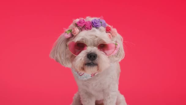 Closeup Sad Shih Tzu Wearing Love Sunglasses Flowers Crown Sitting — Stock Video
