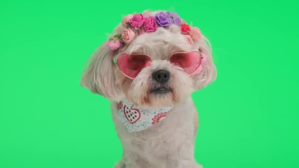Adorable Shih Tzu Usando Flores Diadema Amor Gafas Sol Sentado — Vídeo de stock