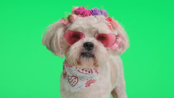 Schattig Metis Puppy Met Bloemen Kostuum Liefde Zonnebril Staan Groene — Stockvideo