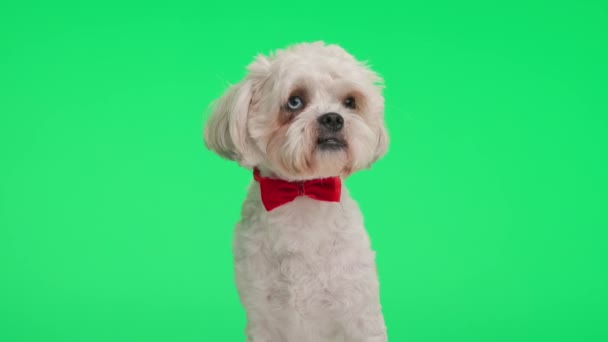 Closeup Seated Metis Dog Wearing Red Bow Tie While Looking — Stock Video