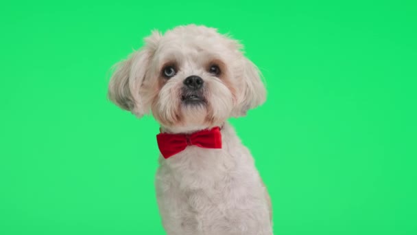 Curious Shih Tzu Wearing Classy Red Bow Tie Looking Side — Stock Video