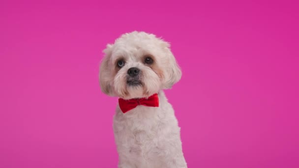 Closeup Classy Shih Tzu Red Bowtie Looking Side While Sitting — Stock Video