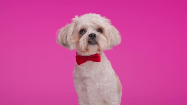 可爱的比雄猫狗 脖子上戴着红色领结 坐在粉色的背景上抬头看 — 图库视频影像