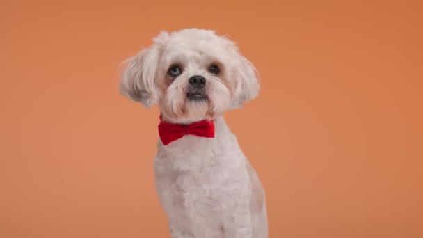 坐在那里的一只小狗 背著橘红色的领带 看起来优雅而优雅 — 图库视频影像