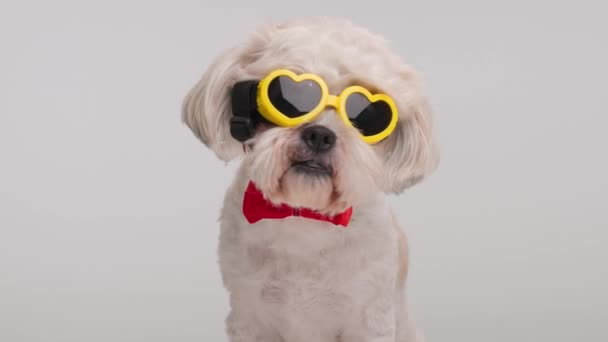 Elegante Shih Tzu Usando Pajarita Roja Gafas Amor Sentado Sobre — Vídeo de stock