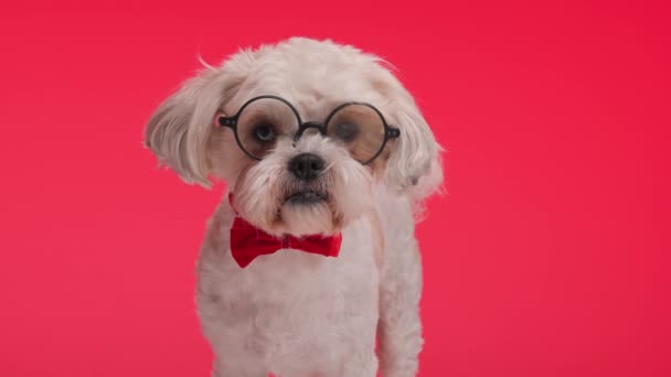 빨간색 Bowtie와 오래된 안경을 착용하는 사랑스러운 Bichon Metis는 빨간색 배경에 — 비디오