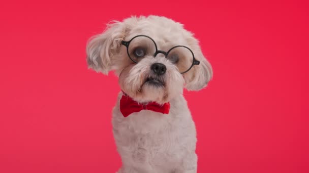Lindo Shih Tzu Usando Pajarita Roja Gafas Redondas Sentado Sobre — Vídeos de Stock