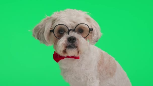 Lovely Shih Tzu Metis Wearing Glasses Red Bowtie While Sitting — Stock Video