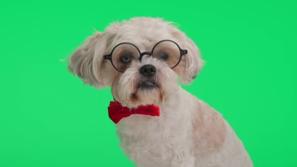 Closeup Old Shih Tzu Red Bow Tie Glasses Sitting While — Stock Video