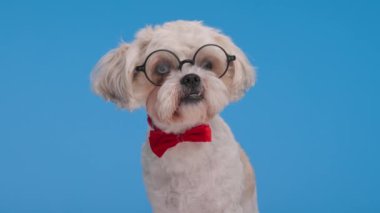 Şık papyon ve yuvarlak gözlük takan hevesli shih tzu mavi arka planda otururken bize yan yana bakıyor.