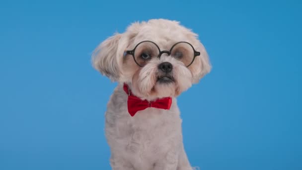 穿着红色领带和眼镜的时髦狗 坐在蓝色的背景上 朝下看去 — 图库视频影像