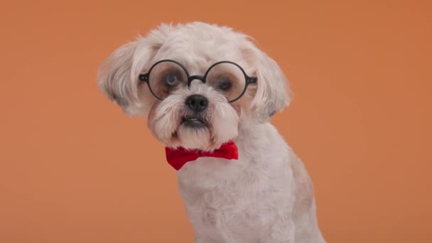 愛らしいメチス子犬はメガネを着用し 赤いボウティーはオレンジ色の背景に座って横を見下ろしています — ストック動画