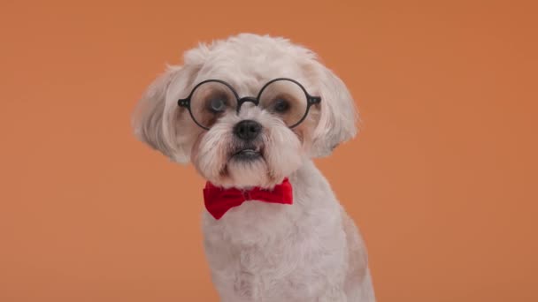 Lindo Bichon Metis Perro Usando Gafas Redondas Corbata Está Inclinando — Vídeos de Stock