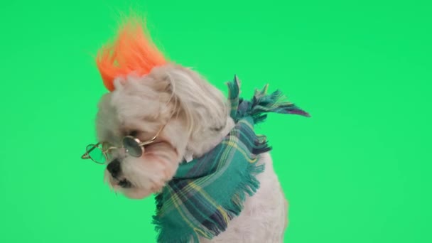 Meraklı Asi Köpek Güneş Gözlüğü Takıyor Bandana Yeşil Arka Planda — Stok video
