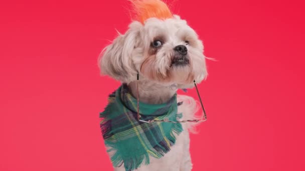 Funny Looking Metis Dog Wearing Colorful Scarf Headband Has Sunglasses — Stock Video