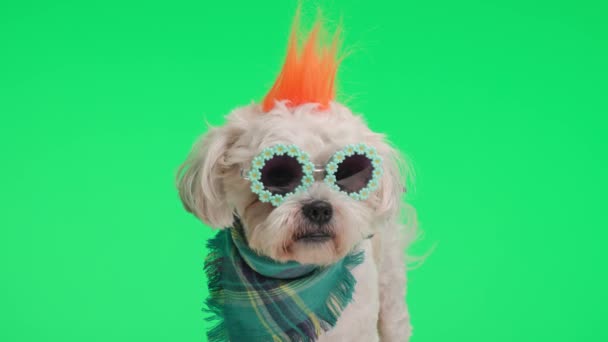 Adorable Metis Dog Wearing Flowers Sunglasses Bandana Looking Side Green — Stock Video