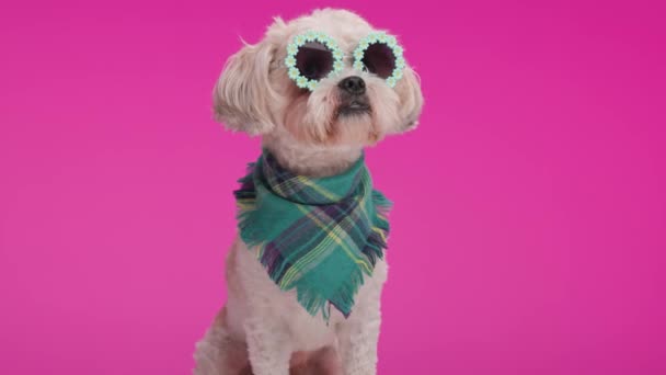 戴着太阳镜 头戴绿色头巾的好奇的梅蒂斯犬正四处张望 坐在粉色的背景上 — 图库视频影像