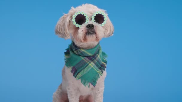 Zbliżenie Chłodny Metis Pies Noszenie Okrągłe Kwiaty Okulary Przeciwsłoneczne Bandana — Wideo stockowe