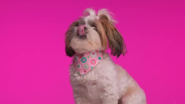 可爱的 兴奋的 带着粉红头巾的狗崽子抬头看 好奇极了 在模糊的背景上舔鼻涕 — 图库视频影像