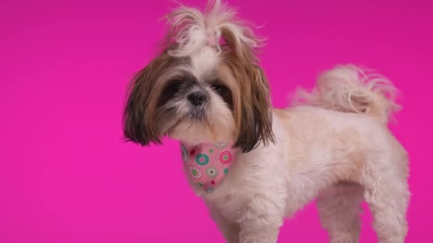 侧面观看快乐兴奋的小狗狗移动尾巴的视频 一边看一边在粉色背景上舔鼻涕 — 图库视频影像