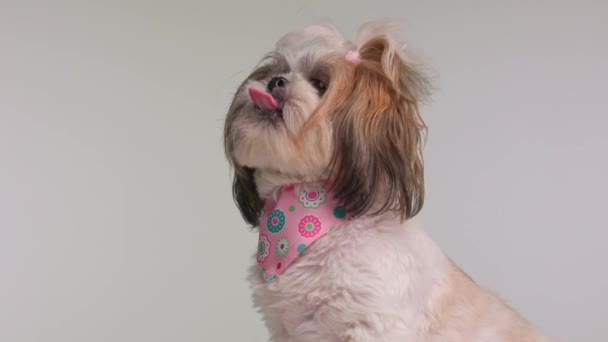 Vista Lateral Lindo Cachorro Shih Tzu Com Bandana Rosa Torno — Vídeo de Stock