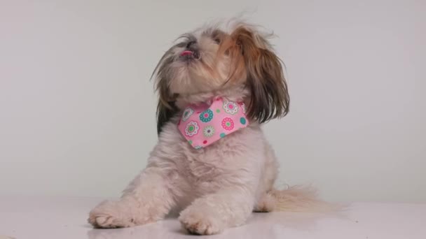 好奇心旺盛な愛らしいシュズ犬がピンクのバンダナを着用しながら横たわり 目を上げて鼻を舐め 灰色の背景に素早く立っています — ストック動画