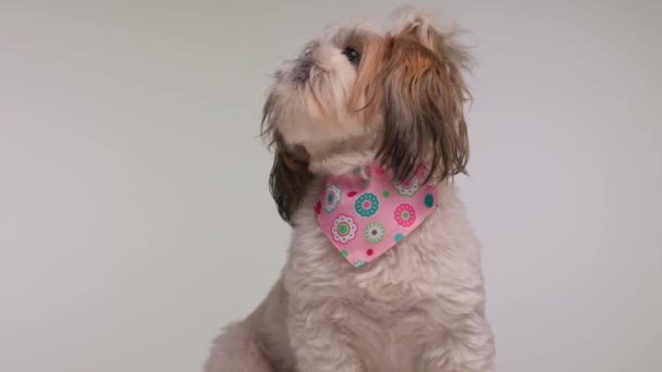 Gieriger Kleiner Shih Tzu Hund Mit Rosa Kopftuch Den Hals — Stockvideo