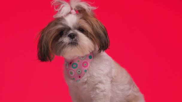 赤い背景に横になって鼻を舐めるピンクのバンダナが座っている愛らしい小さなシュズ犬のプロジェクトビデオ — ストック動画